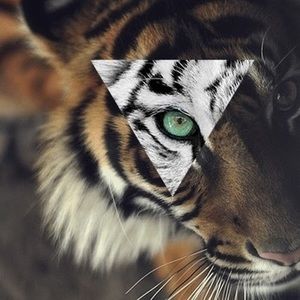 Meet your Posher, Haylee